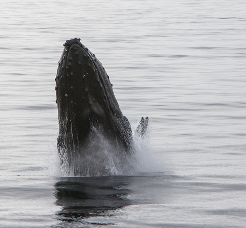 Breaching Humpback whale series