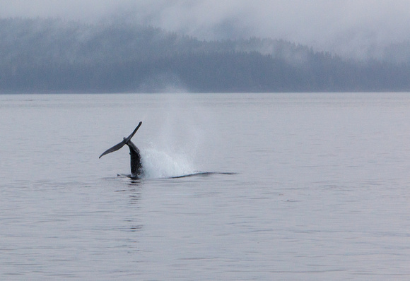 Humpback Whales Alaska