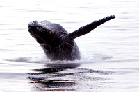 Humpback Whales  SE Alaska Passage
