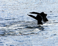 Humpback Whales  SE Alaska Passage