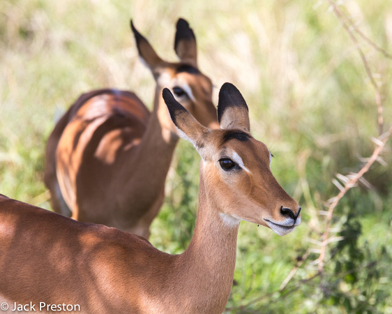 Impalas females