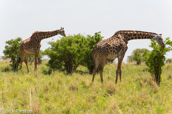 Giraffes, Masai Race