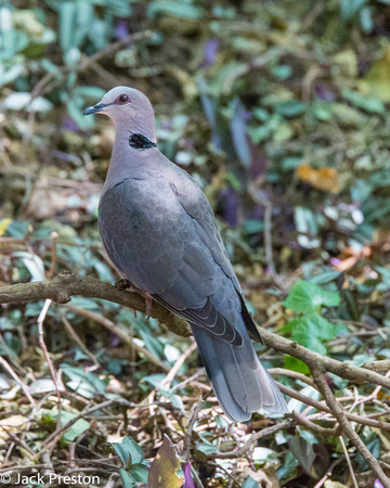 Red-eyed Dove?