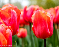 21-April 2017 Keukenhof, Netherlands