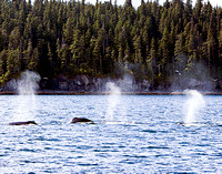 Humpback Whales  SE Alaska Passage