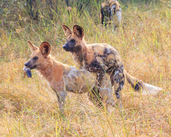 African Wild Dogs -  Dinner and a date
