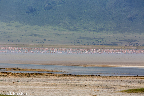Lesser Flamingos Ngorongoro Crater