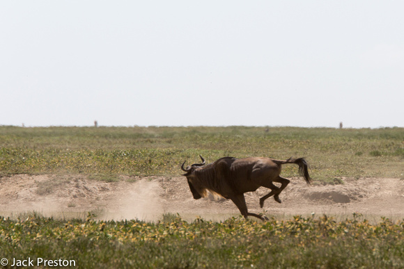Wildebeest, Western White Bearded race