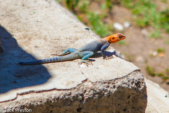 Red-headed Agama?