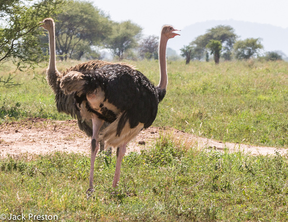 Ostrich, Masai race  male & female