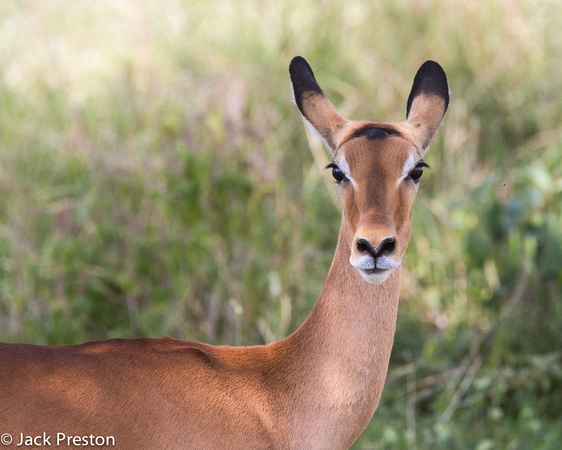 Impala female headshot