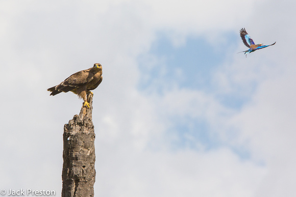 Tawny Eagle being Buzzed by Superb Starling