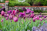 2012-04 Biltmore Estate