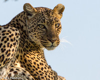 2014 Tanzania: Safari Serengeti & local culture