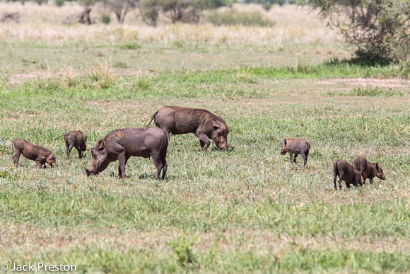 Warthogs and young