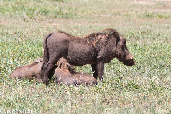 Warthog nursing young